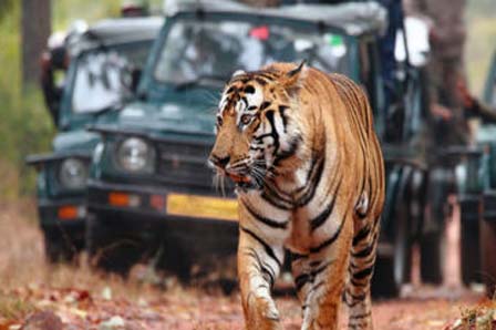 bandhavgarh national park jeep safari booking