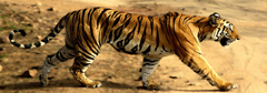 bandhavgarh national park jeep safari booking